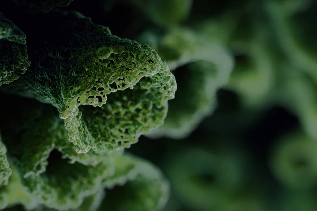 ¿Qué es la candidiasis intestinal? El hongo oportunista