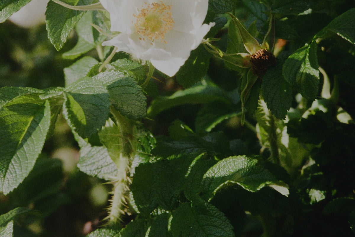Cómo tomar berberina para que sea efectiva