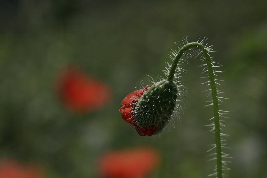 Berberina, qué es y para qué sirve
