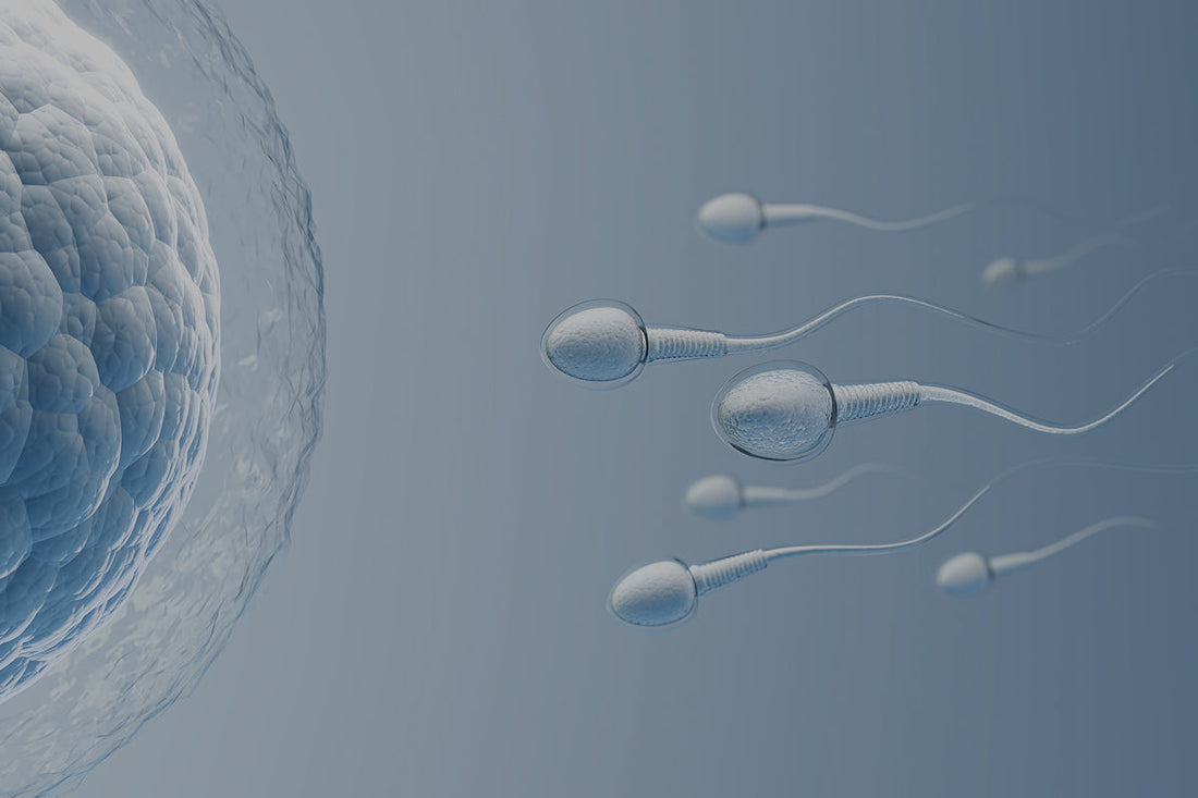 Cómo nació nuestro complemento para la fertilidad