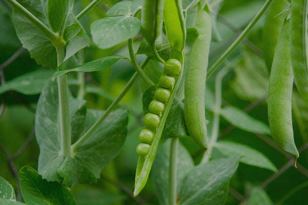 Qual è l'antinfiammatorio naturale più potente?