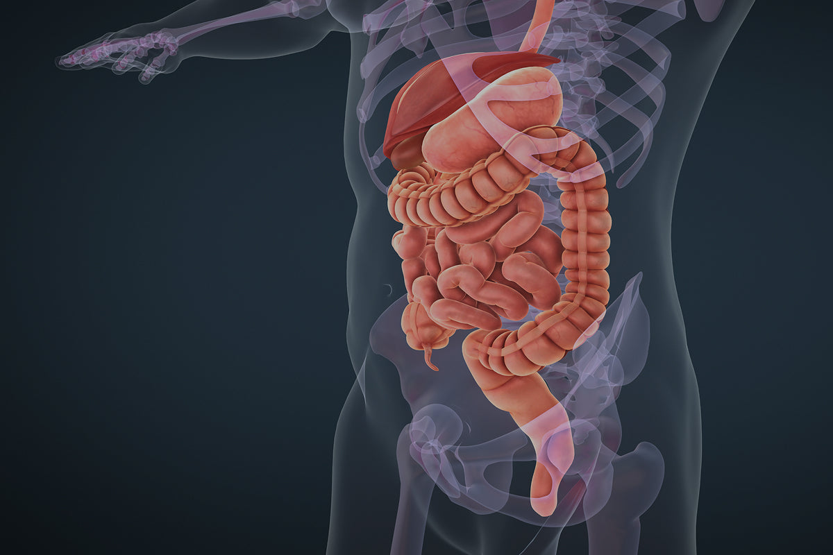 ¿Cómo hacer la digestión más rápido?