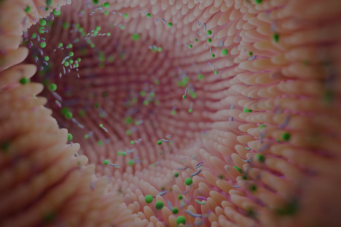 Diferencias entre Enzimas Digestivas y Probióticos