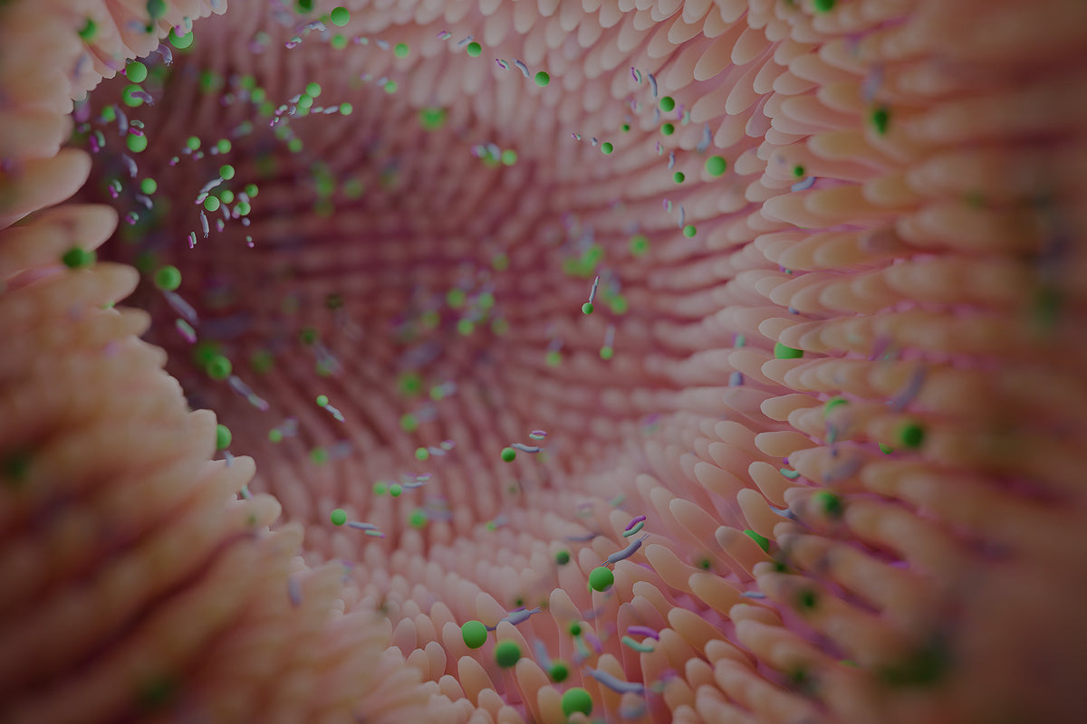 Diferencias entre Enzimas Digestivas y Probióticos