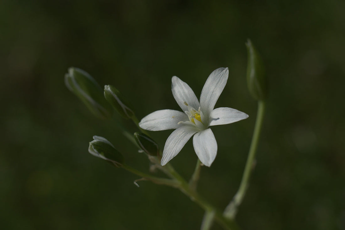 ¿Cuál es la mejor berberina del mercado?