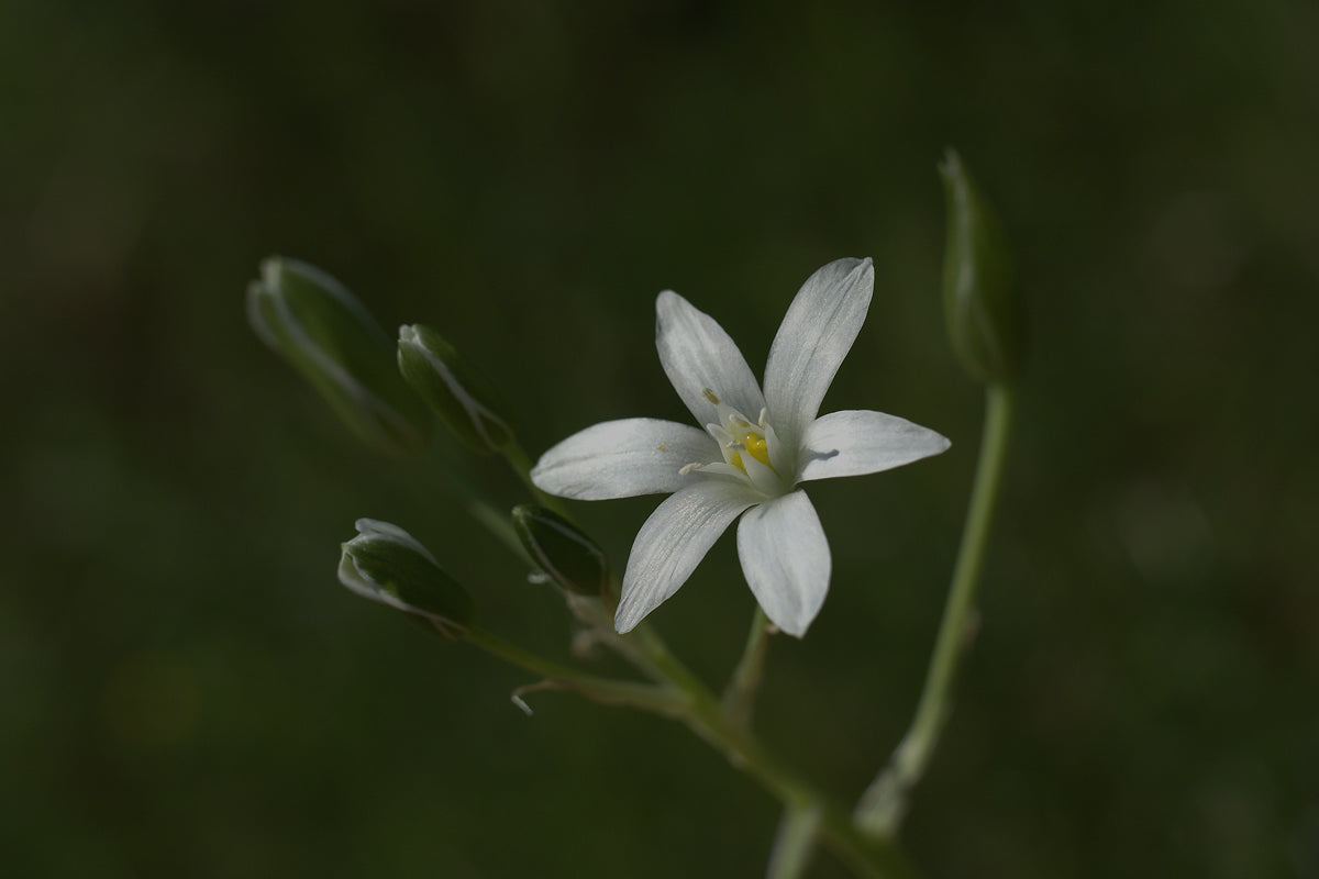¿Cuál es la mejor berberina del mercado?