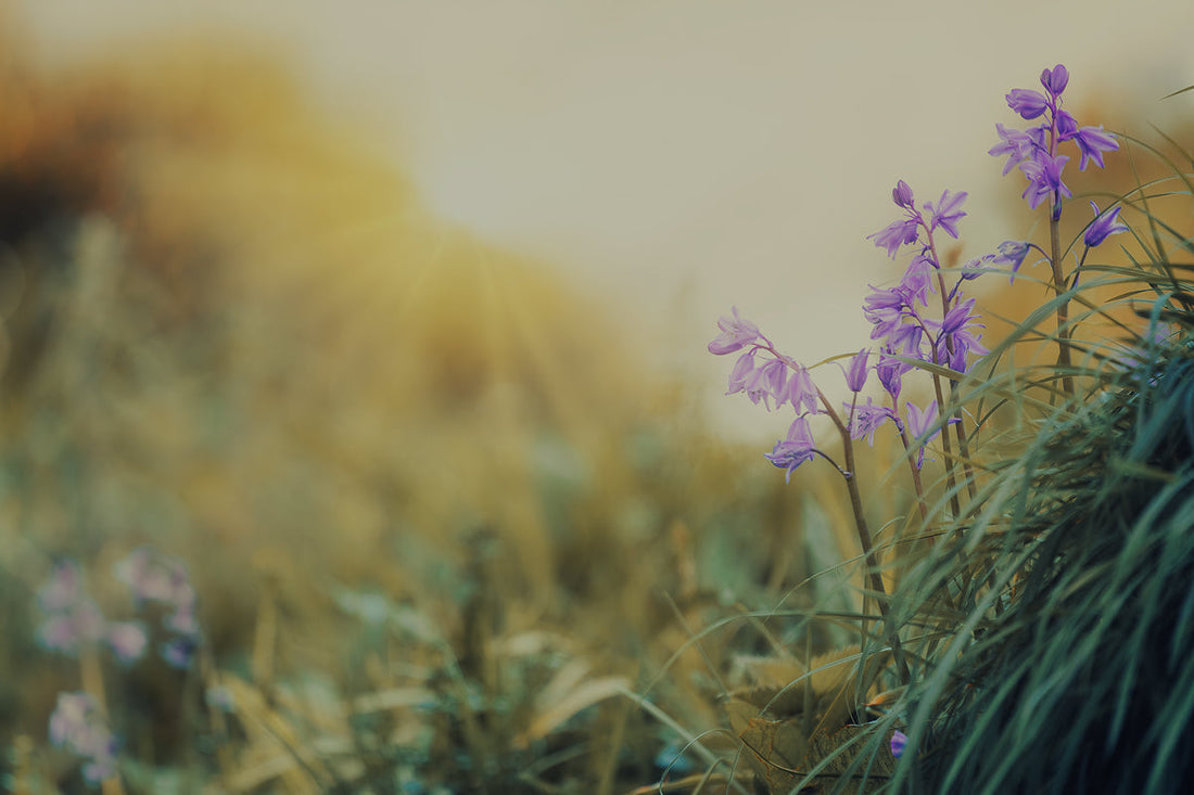 ¿Cuál es la mejor vitamina D3 y K2 del mercado?