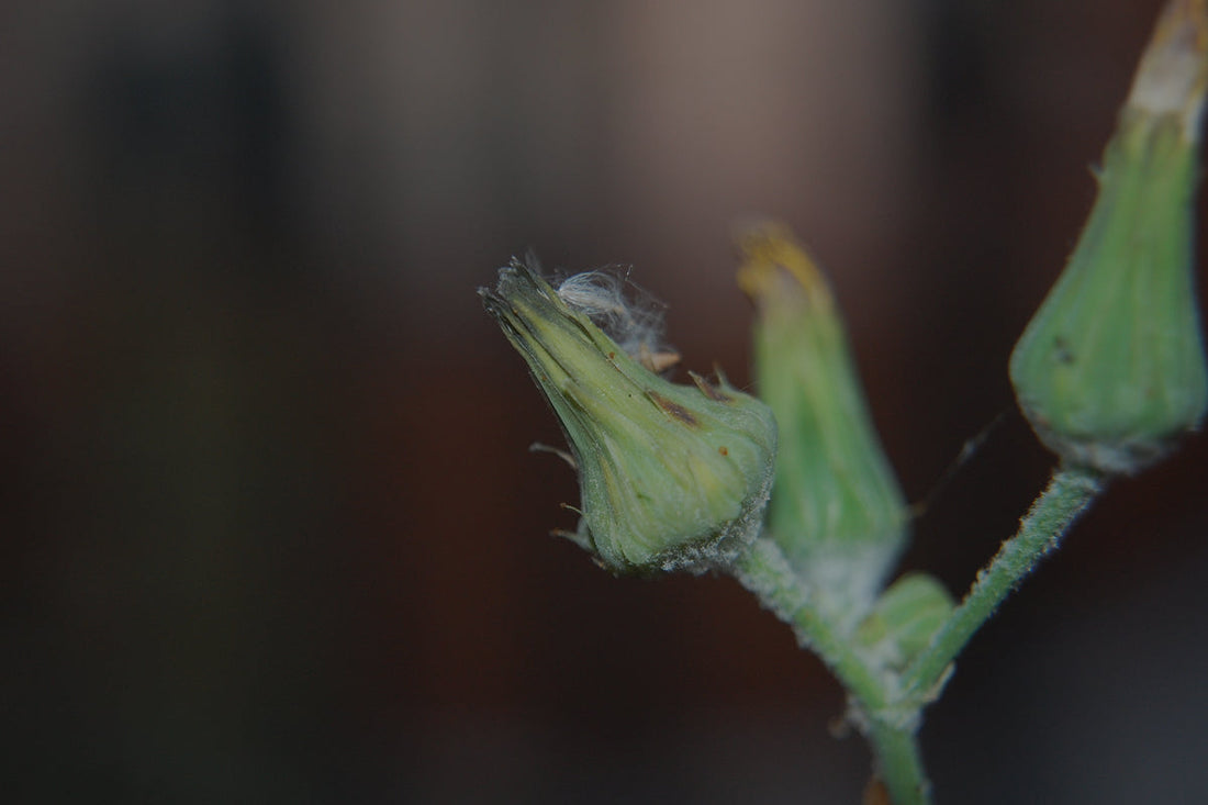 La mejor planta para la ansiedad