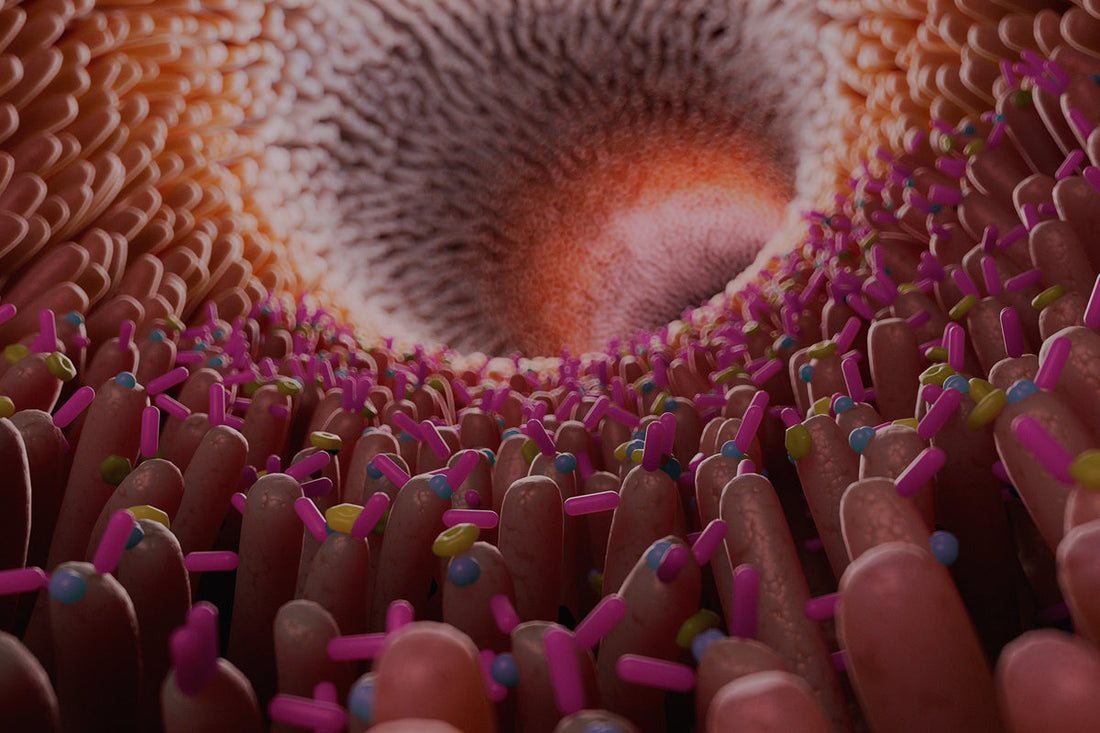 Las mejores enzimas digestivas naturales