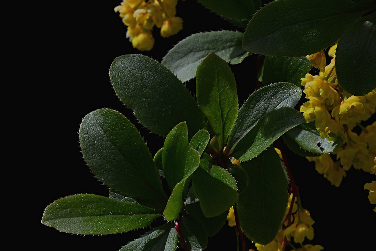 ¿Qué es la berberina y para qué sirve?