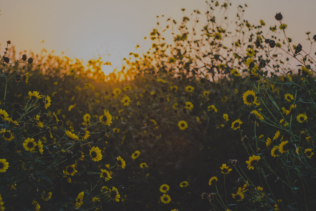 ¿Qué es y para qué sirve la vitamina D3 y K2?