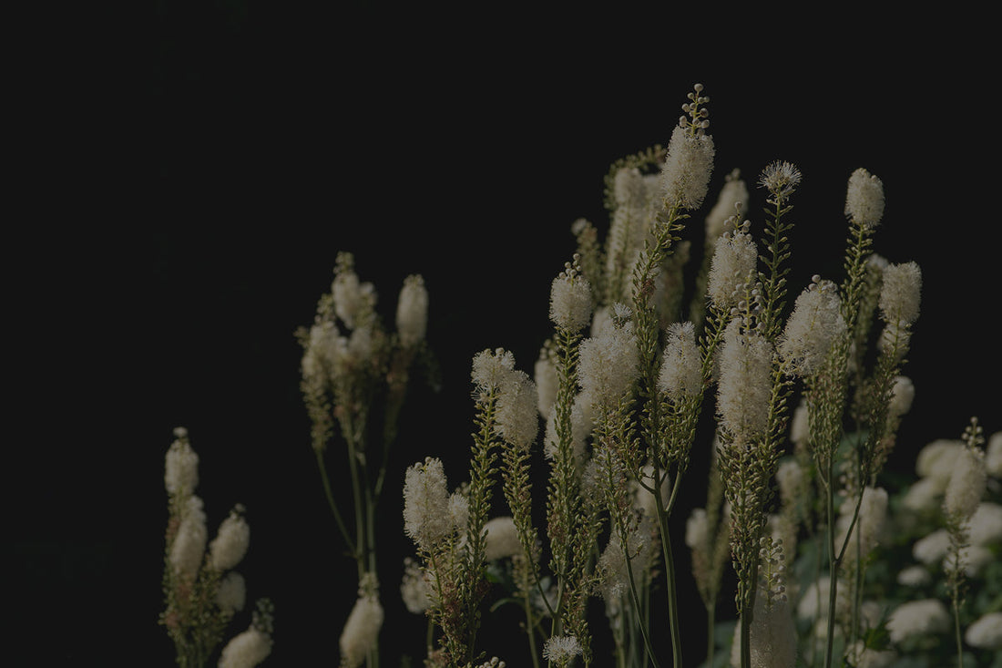 Vital Woman: suplemento para menopausia, ahora más poderoso contra los sofocos, gracias a la Cimicifuga racemosa