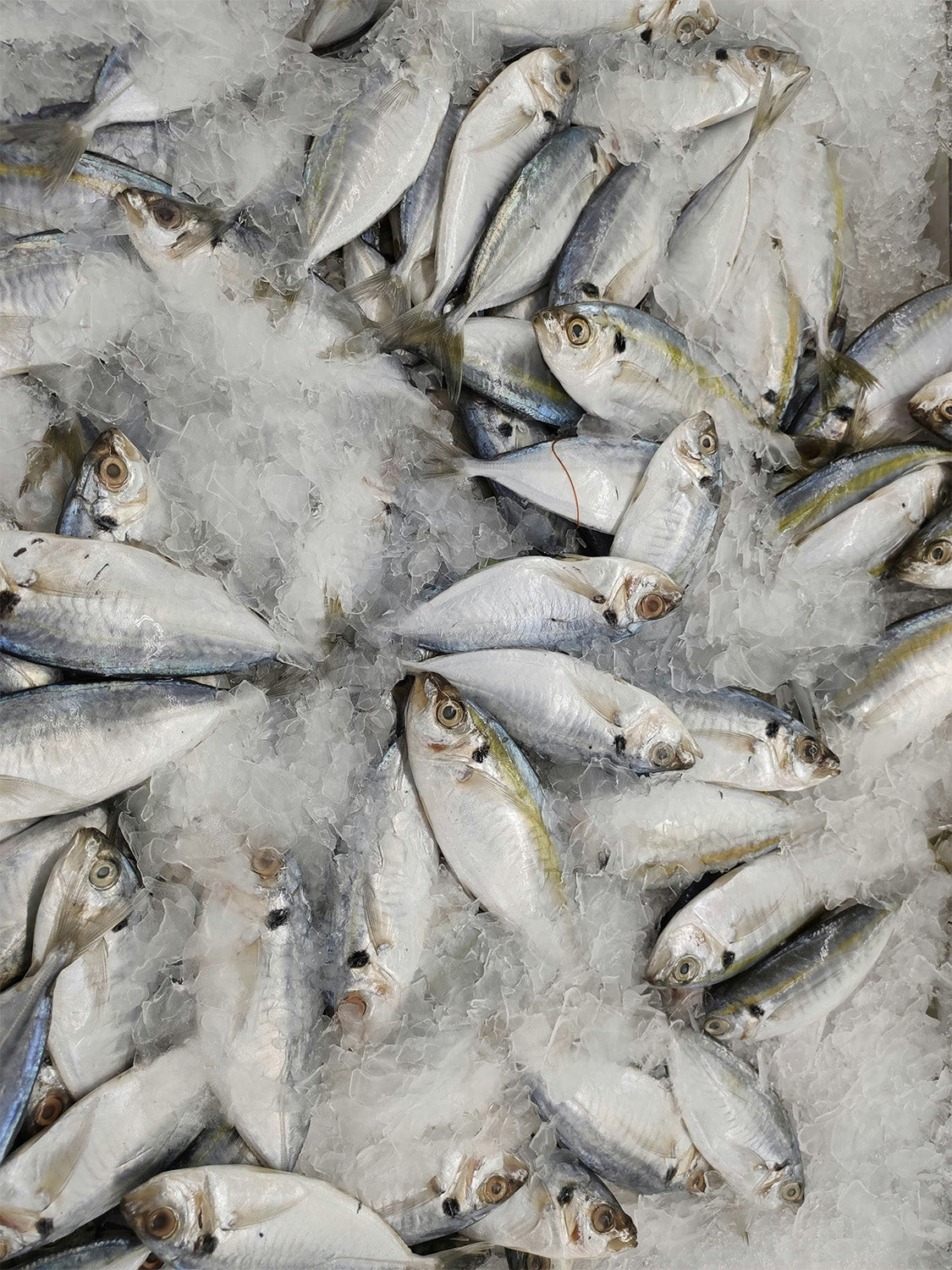 Suplementos con aceite de pescado
