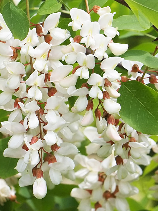 Suplementos con Acacia del Japón