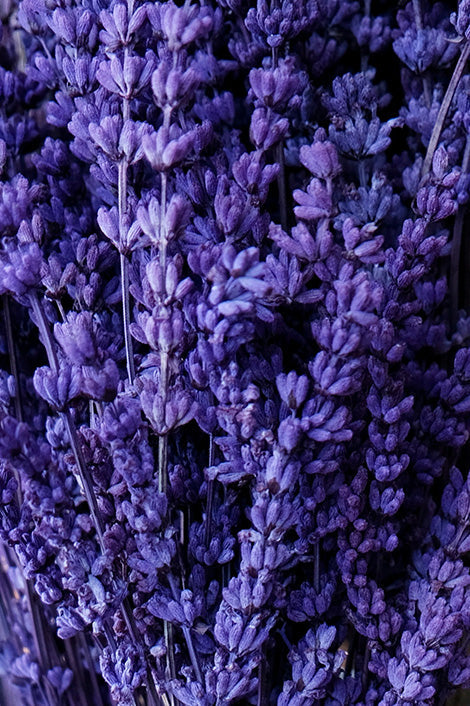 Suplementos con Lavanda