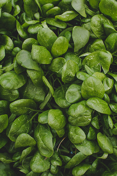 Ácido fólico (B9) (Quatrefolic®)