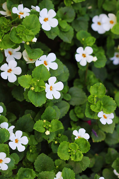 Bacopa monnieri