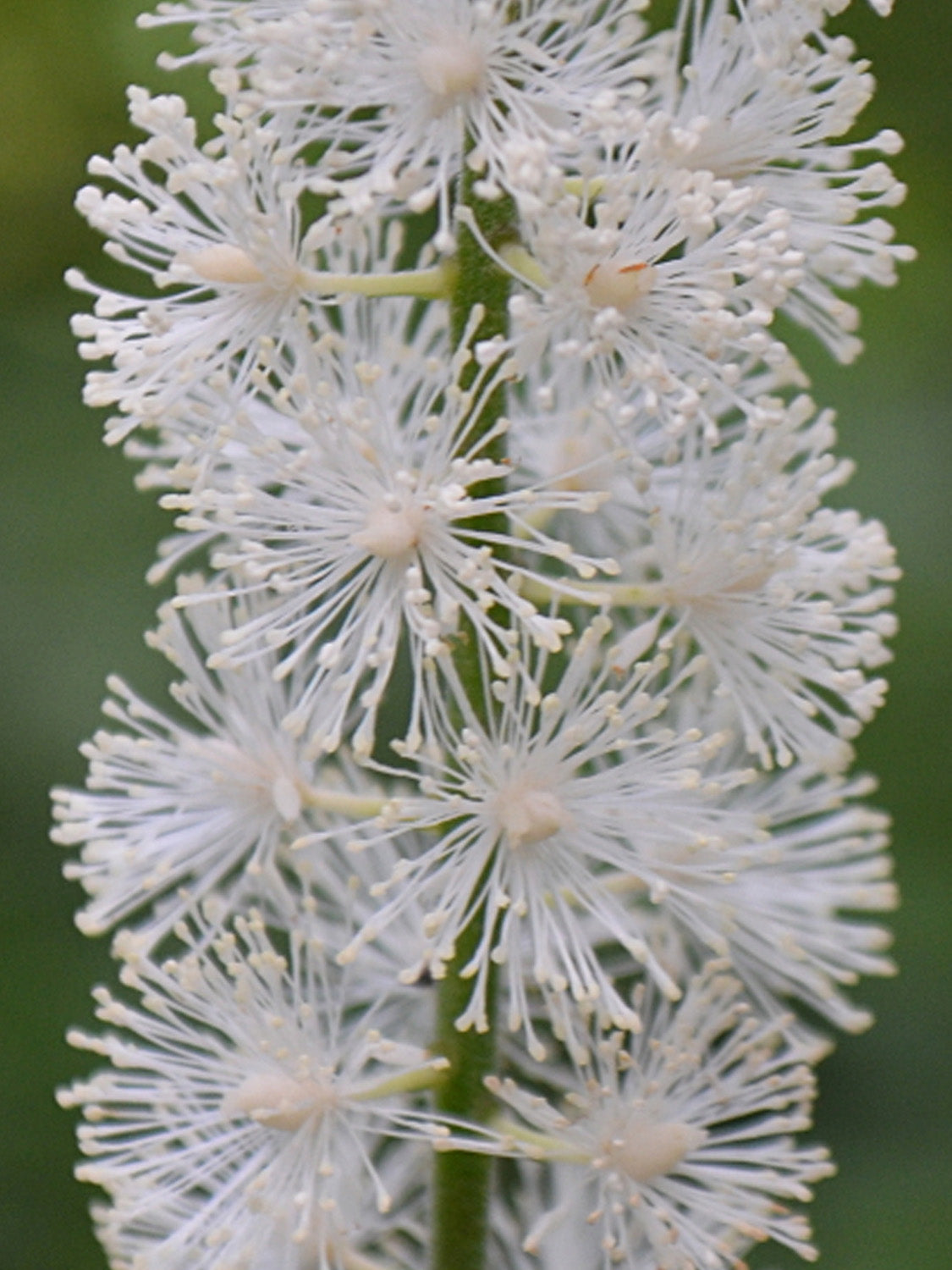 Cimicifuga racemosa – be levels