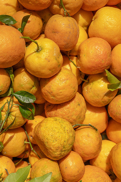 Citrus aurantium
