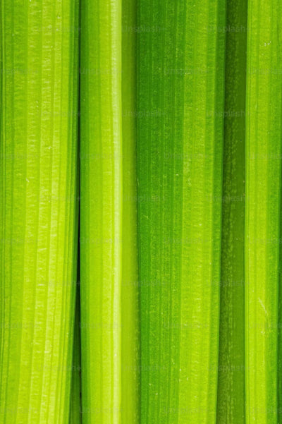 Digestive multi-enzyme complex