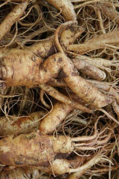 Ginseng rojo coreano