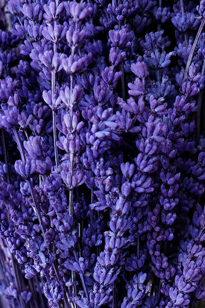 Lavanda