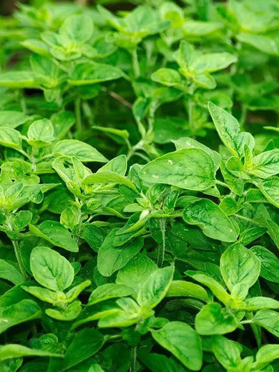 Oregano