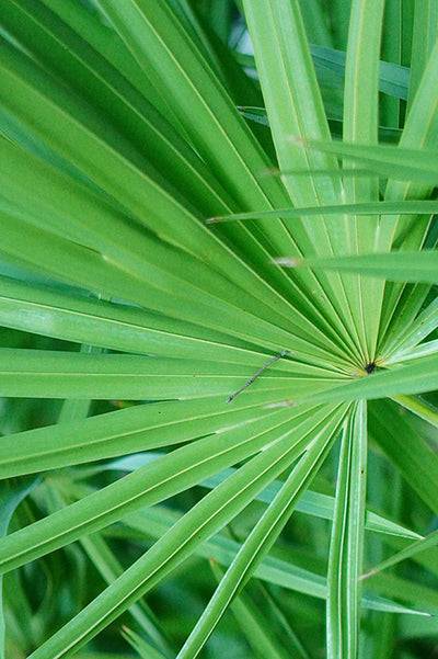 Saw palmetto